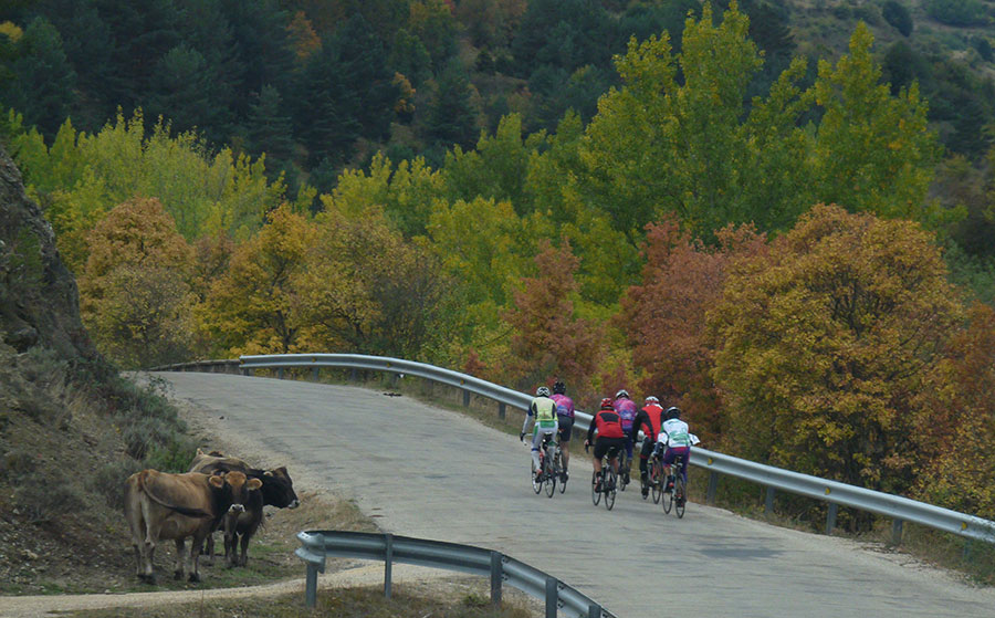 Vaches et ciclistes