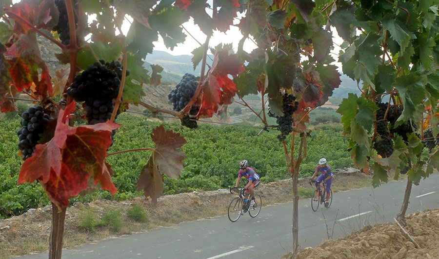 Cyclistes et raisins